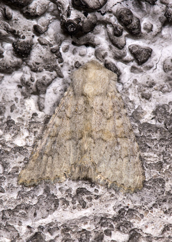 Noctuidae - Apamea platinea